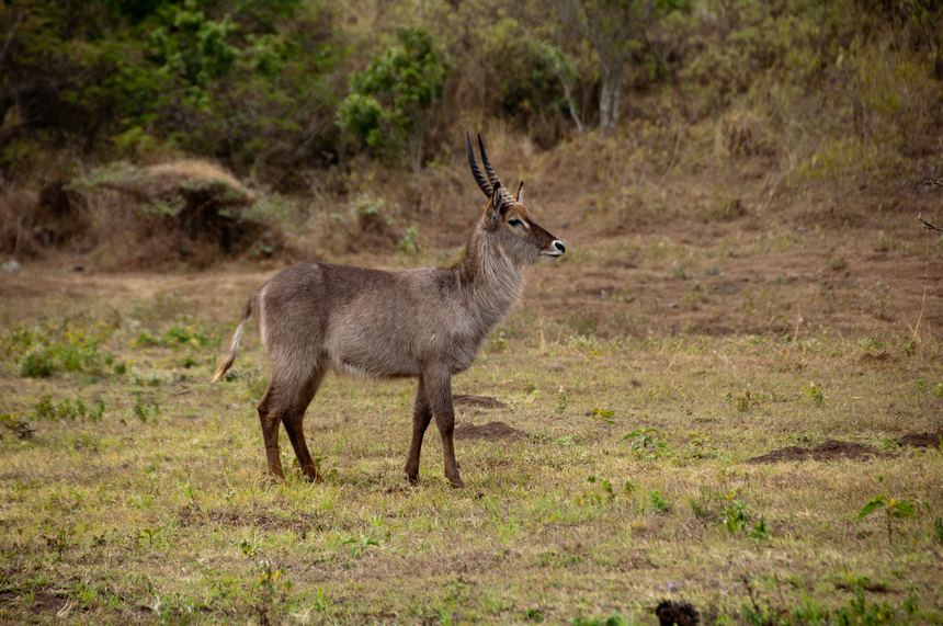 After seconds&apos; stare at the camera, the antelope eventually dashes away, still looking rested. [Maverick Chen / China.org.cn]