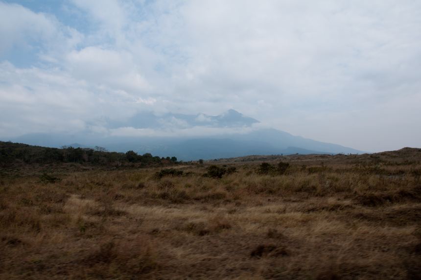 The withered grass at Arusha. [Maverick Chen / China.org.cn]