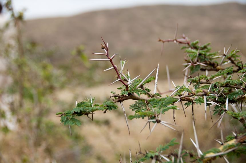 A fern plant in the park. Its needle like branches, characteritic of desert plants, guard the plant from grass-eating animals and reduces water transpiration. [Maverick Chen / China.org.cn]