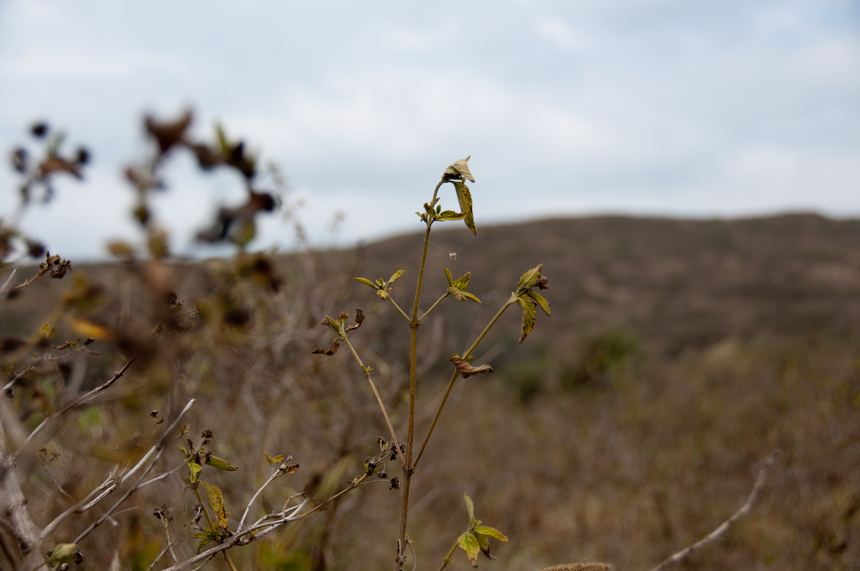 The withered leaves on the plant indicate rain hasn&apos;t come for a prolonged period of time. [Maverick Chen / China.org.cn]