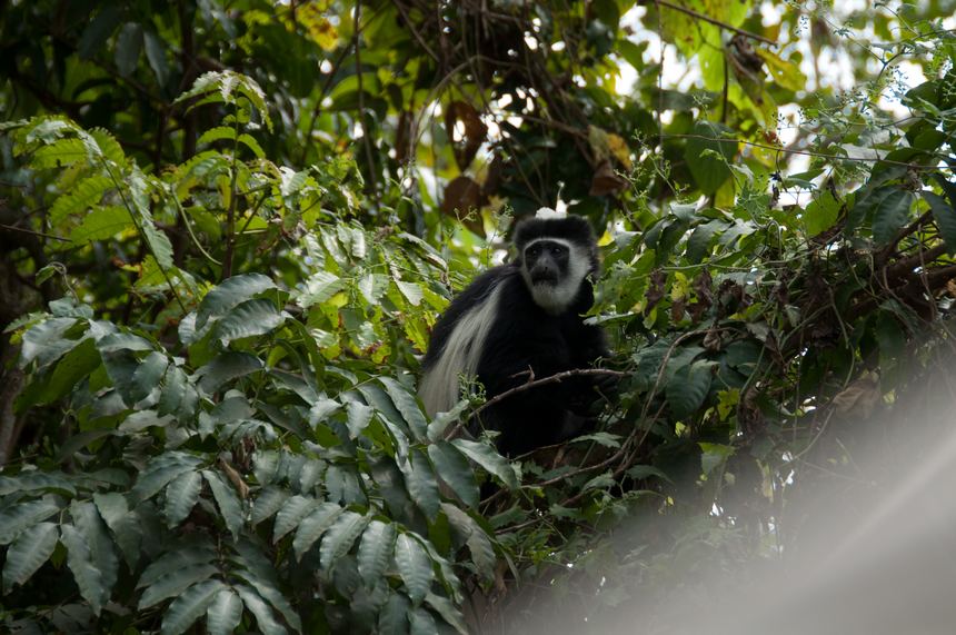 A gray langur hidden in the trees. Unlike antelopes and zebras in the park, they are more alerted to changes in the environment. [Maverick Chen / China.org.cn]