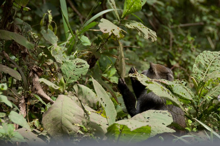 A gray langur hidden in the trees. Unlike antelopes and zebras in the park, they are more alerted to changes in the environment. [Maverick Chen / China.org.cn]