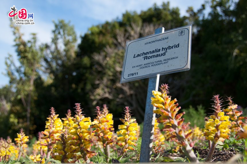 A cluster of romaud in Kirstenbosch National Botanical Garden, Cape Town [Maverick Chen / China.org.cn]