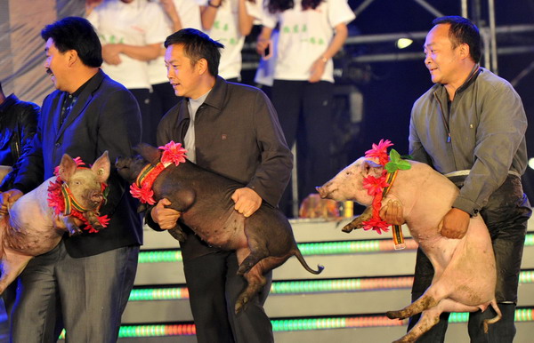 Pigs, adorned with flowers, are presented during a rehearsal on Saturday prior to a charity concert on Sunday starring businessman Chen Guangbiao in Bijie city, Guizhou province. Chen gave away 1,000 sheep, 2,000 pigs and 113 tractors to farmers. [Photo by Zheng Xiongzeng/for China Daily]