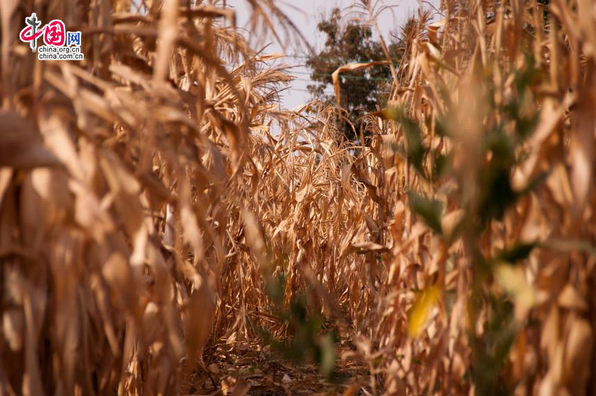 A corn field near a church at the foot of Mount Kilimanjaro, in rural Tanzania [Maverick Chen / China.org.cn]