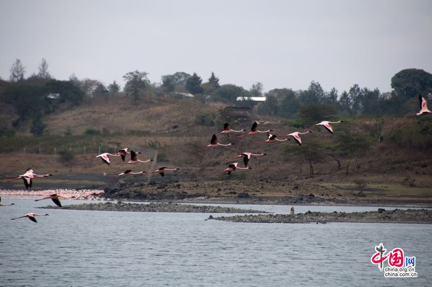 Photo shows a group of flamingos flying over a lake at Arusha National Park in northeast Tanzania. [Maverick Chen / China.org.cn]