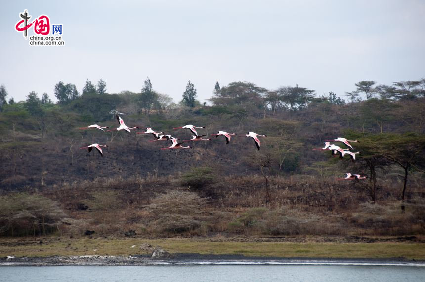 Photo shows a group of flamingos flying over a lake at Arusha National Park in northeast Tanzania. [Maverick Chen / China.org.cn]