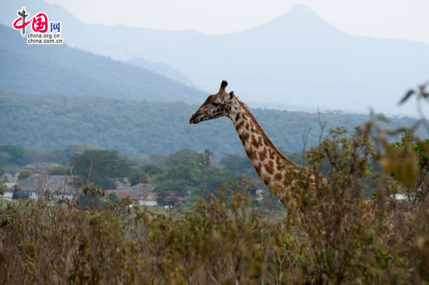 A giraff sticks out of the neck from behind the trees, backgrounded by a village at the foot of Kilimanjaro region in northeast Tanzania. [Maverick Chen / China.org.cn]