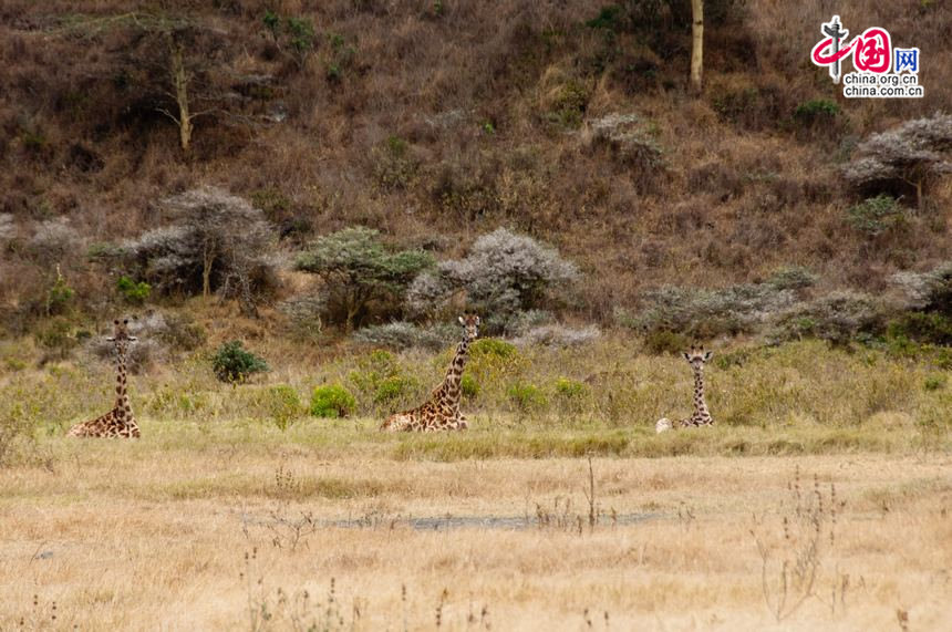 A family of three giraffs sit in the withered grass in an open area at Arusha National Park, Tanzania. [Maverick Chen / China.org.cn]
