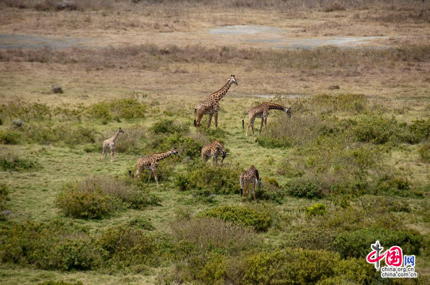 Large predators like lions and leopards have migrated to Kenya in the season, giving a prime opportunity to herbivorous animals like giraff and zebras in the wild at Arusha National Park in northeast Tanzania. [Maverick Chen / China.org.cn]