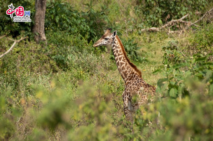 A giraff sticks out of the neck from behind the trees in Arusha National Park in northeast Tanzania. [Maverick Chen / China.org.cn]