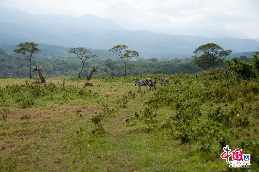 Large predators like lions and leopards have migrated to Kenya in the season, giving a prime opportunity to herbivorous animals like giraff and zebras in the wild at Arusha National Park in northeast Tanzania. [Maverick Chen / China.org.cn]