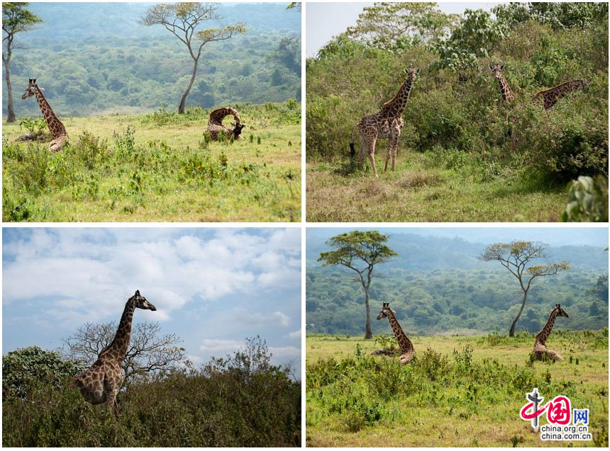 Large predators like lions and leopards have migrated to Kenya in the season, giving a prime opportunity to herbivorous animals like giraff and zebras in the wild at Arusha National Park in northeast Tanzania. [Maverick Chen / China.org.cn]