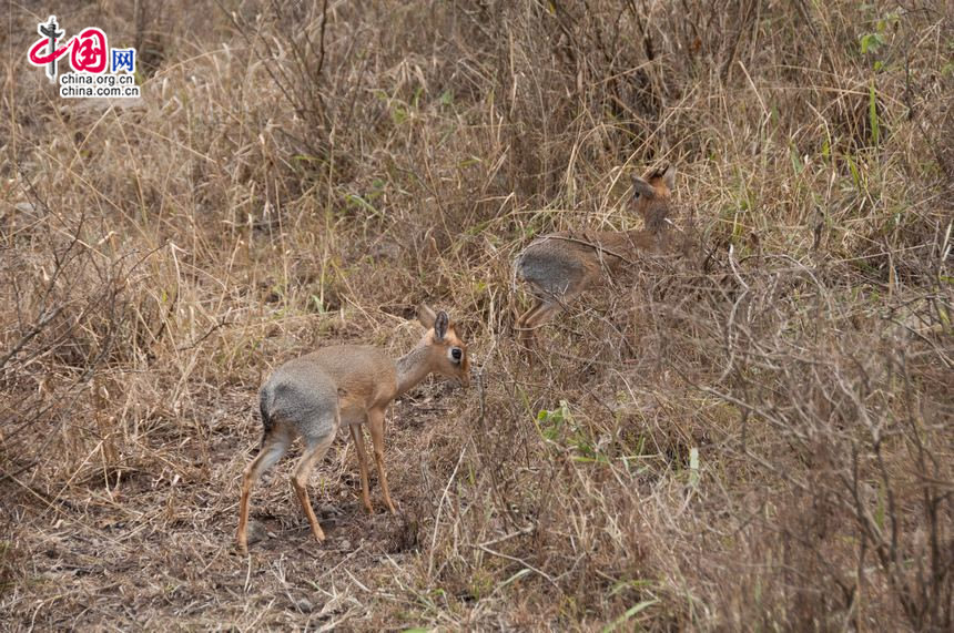 Dik-diks are named for the alarm calls of the females. In addition to the female&apos;s alarm call, both the male and female make a shrill whistling sound. These calls may alert other animals to predators. [Maverick Chen / China.org.cn]