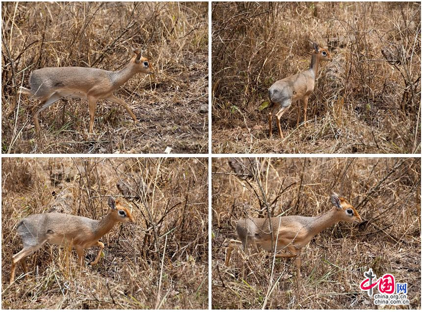 The Dik-dik lives in shrublands and savannas of eastern Africa. Dik-diks seek habitats with plentiful supply of edible plants such as shrubs. Dik-diks may live in places as varied as dense forest or open plain, but they require good cover and not too much tall grass. [Maverick Chen / China.org.cn]