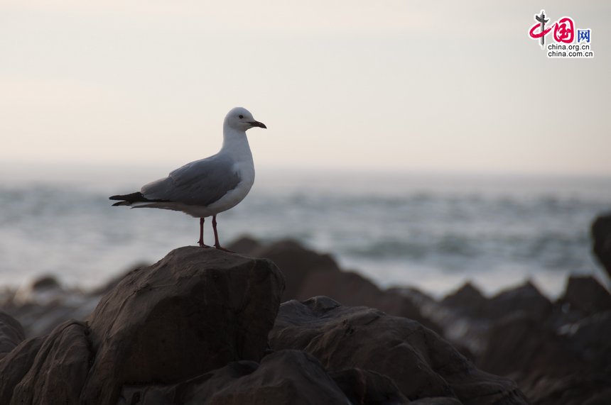 A seagull perches on a rock at the beach in Cape Town, South Africa, shortly before sunset. [Maverick Chen / China.org.cn]