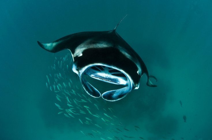 British photographer Warren Baverstock spent nine days on the Maldives to capture these beautiful creatures. Up to 200 mantas gather in Hanifaru Bay, which is just the size of a football pitch, to feed and be cleaned of parasites by smaller fish. 