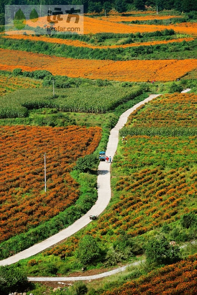 Orange rules in the flower fields of suburban Beijing