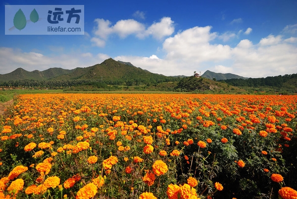 Orange rules in the flower fields of suburban Beijing