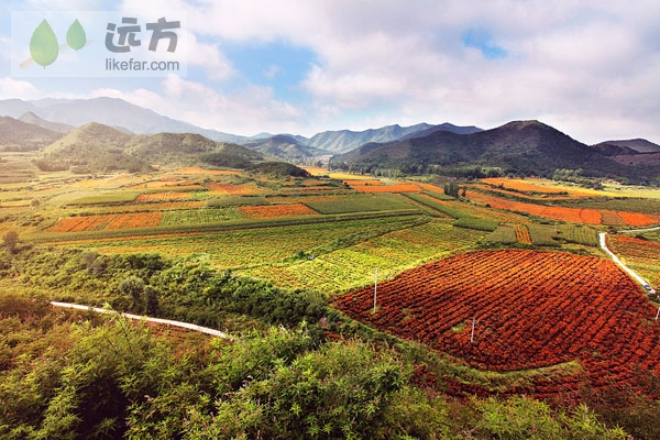 Orange rules in the flower fields of suburban Beijing