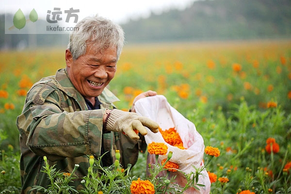 Orange rules in the flower fields of suburban Beijing