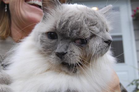 This undated handout image, obtained by Reuters on September 27, 2011, shows a Massachusetts cat with two faces that has become the world's longest surviving so called ''janus'' feline at 12 years of age. [Reuters]