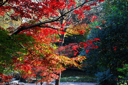 Nanjing Qixia Mountain, one of the 'Top 8 October destinations in China' by China.org.cn.