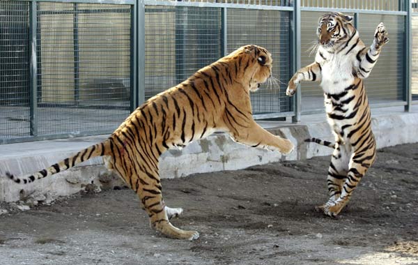 South China tiger called 327 (L), known only by its breeding registry number, and Cathy react as they meet for the first time at the David Tang Tiger Breeding Center in Philippolis outside Bloemfontein in this July 12, 2007 file photo. [Agencies] 