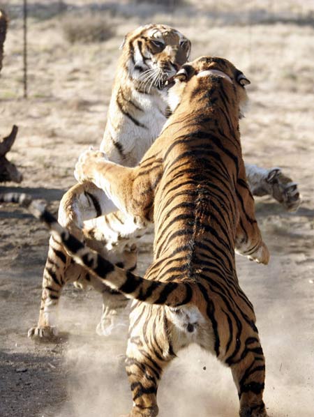 A South China tiger called 327 (L), known only by its breeding registry number, and Cathy react as they meet for the first time at the David Tang Tiger Breeding Center in Philippolis outside Bloemfontein in this July 12, 2007 file photo. [Agencies] 