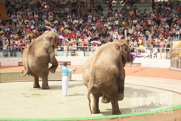 Elephants are dancing at this year's Animal Games.[Photo:Xinmin.cn]