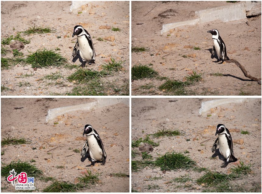 It is also widely known as the &apos;Jackass&apos; Penguin for its donkey-like bray, although several species of South American penguins produce the same sound. [Maverick Chen / China.org.cn]