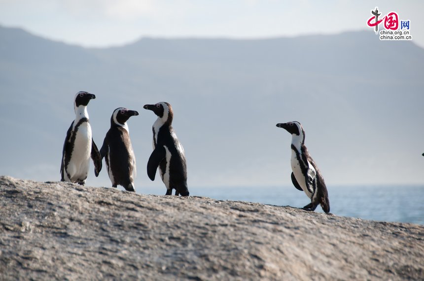 The African Penguin (Spheniscus demersus) seen on the beach in Cape Town, South Africa. They are also known as the Black-footed Penguin, confined to southern African waters. [Maverick Chen / China.org.cn]