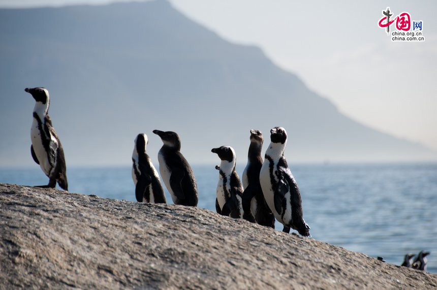 The African Penguin (Spheniscus demersus) seen on the beach in Cape Town, South Africa. They are also known as the Black-footed Penguin, confined to southern African waters. [Maverick Chen / China.org.cn]