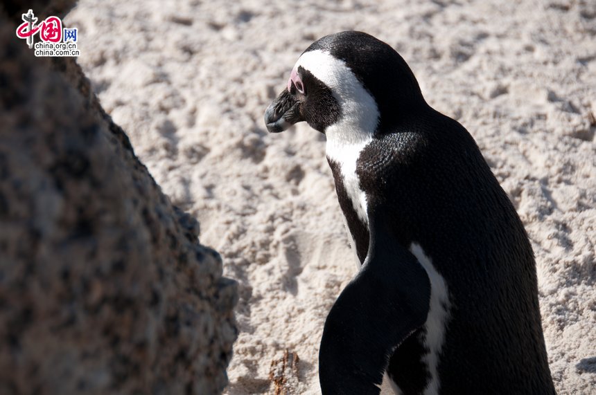The African Penguin (Spheniscus demersus) seen on the beach in Cape Town, South Africa. They are also known as the Black-footed Penguin, confined to southern African waters. [Maverick Chen / China.org.cn]