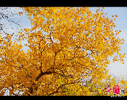 Ejin Banner (Ejina Qi in Chinese), located in Alxa League, is located in the westernmost part of Inner Mongolia Autonomous Region. Ejin Banner has one of the three extensive Euphrates Poplar tree forests in the world, with a total forest area of 30,000 hectares. In 1992, the Ejin Banner Euphrates Poplar Forest Nature Reserve was established there. [Xiaoyong/China.org.cn]