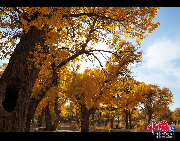 Ejin Banner (Ejina Qi in Chinese), located in Alxa League, is located in the westernmost part of Inner Mongolia Autonomous Region. Ejin Banner has one of the three extensive Euphrates Poplar tree forests in the world, with a total forest area of 30,000 hectares. In 1992, the Ejin Banner Euphrates Poplar Forest Nature Reserve was established there. [Xiaoyong/China.org.cn]