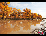 Ejin Banner (Ejina Qi in Chinese), located in Alxa League, is located in the westernmost part of Inner Mongolia Autonomous Region. Ejin Banner has one of the three extensive Euphrates Poplar tree forests in the world, with a total forest area of 30,000 hectares. In 1992, the Ejin Banner Euphrates Poplar Forest Nature Reserve was established there. [Xiaoyong/China.org.cn]