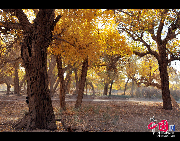 Ejin Banner (Ejina Qi in Chinese), located in Alxa League, is located in the westernmost part of Inner Mongolia Autonomous Region. Ejin Banner has one of the three extensive Euphrates Poplar tree forests in the world, with a total forest area of 30,000 hectares. In 1992, the Ejin Banner Euphrates Poplar Forest Nature Reserve was established there. [Xiaoyong/China.org.cn]