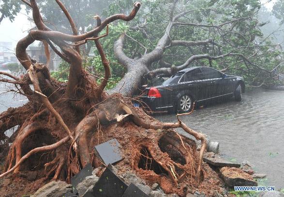 Photo taken on Sept. 29, 2011 shows a fallen tree in Haikou, capital of south China's Hainan Province, Sept. 29, 2011. Typhoon Nesat landed in south China's Hainan Province Thursday afternoon. [Xinhua] 