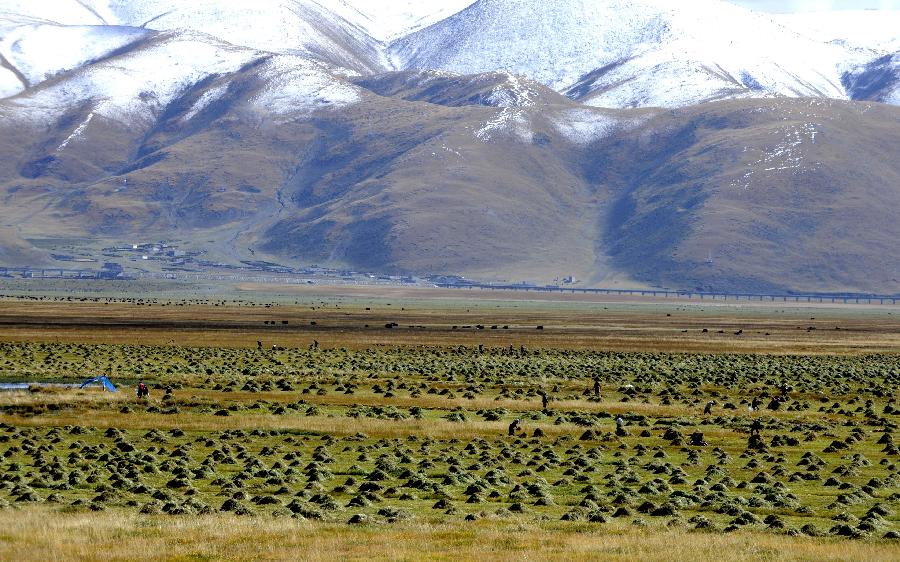 Herdsmen harvest the mowing in Damxung County of southwest China's Tibet Autonomous Region, Oct. 4, 2011. As a kind of tradition, herdsmen in Tibet mowed the field to provide the livestock with fodder in winter days. (Xinhua/Chogo) 