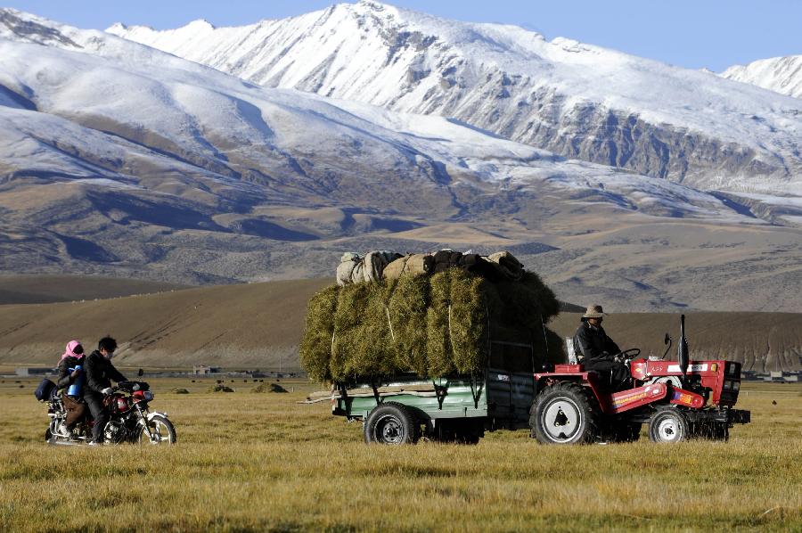 A tent is set off by hay stacks in Damxung County of southwest China's Tibet Autonomous Region, Oct. 4, 2011. As a kind of tradition, herdsmen in Tibet mowed the field to provide the livestock with fodder in winter days. [Xinhua/Chogo]