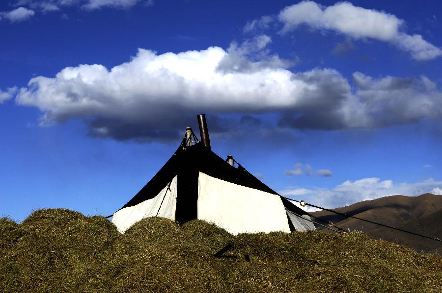 A tent is set off by hay stacks in Damxung County of southwest China's Tibet Autonomous Region, Oct. 4, 2011. As a kind of tradition, herdsmen in Tibet mowed the field to provide the livestock with fodder in winter days. [Xinhua/Chogo]