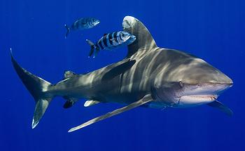White tip shark [Pew Environment Group]