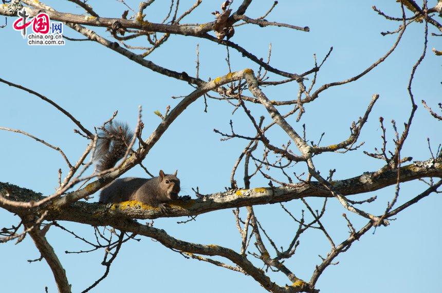 A squirrel searching for food on a tree twig in a vineyard in Western Cape, South Africa. Western Cape is renowned for its wine, especially that made from pinotage, a red wine grape that is South Africa's signature variety. [Maverick Chen / China.org.cn]