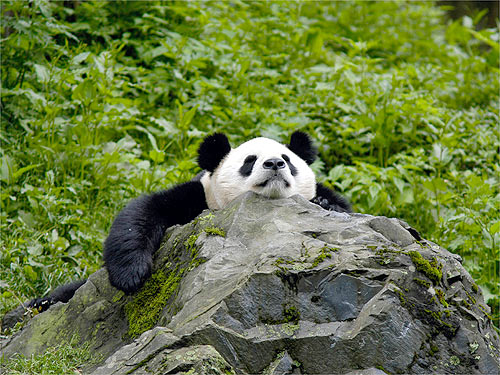About 1,600 pandas live in the wild and about 300 are held in captivity at zoos worldwide. [WWF]