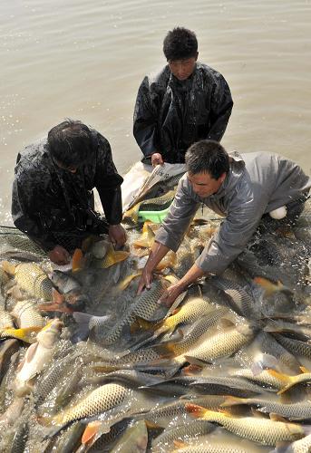 Ningxia builds green fishing industry