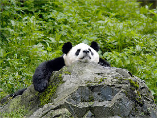 About 1,600 pandas live in the wild and about 300 are held in captivity at zoos worldwide. [WWF]