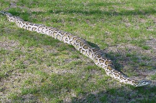 Burmese Python, one of the 'Top 10 powerful animals in the world' by China.org.cn.