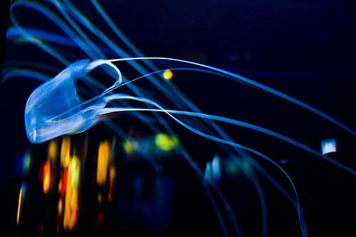 Box jellyfish, one of the 'Top 10 powerful animals in the world' by China.org.cn.