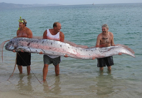 pictures of the biggest fish in the world